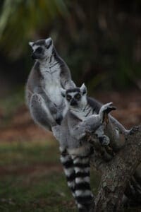 Ring-tailed Lemur3