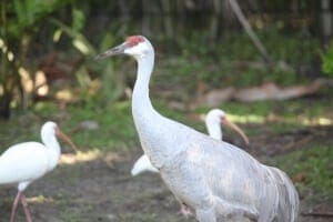 Florida Sandhill Crane