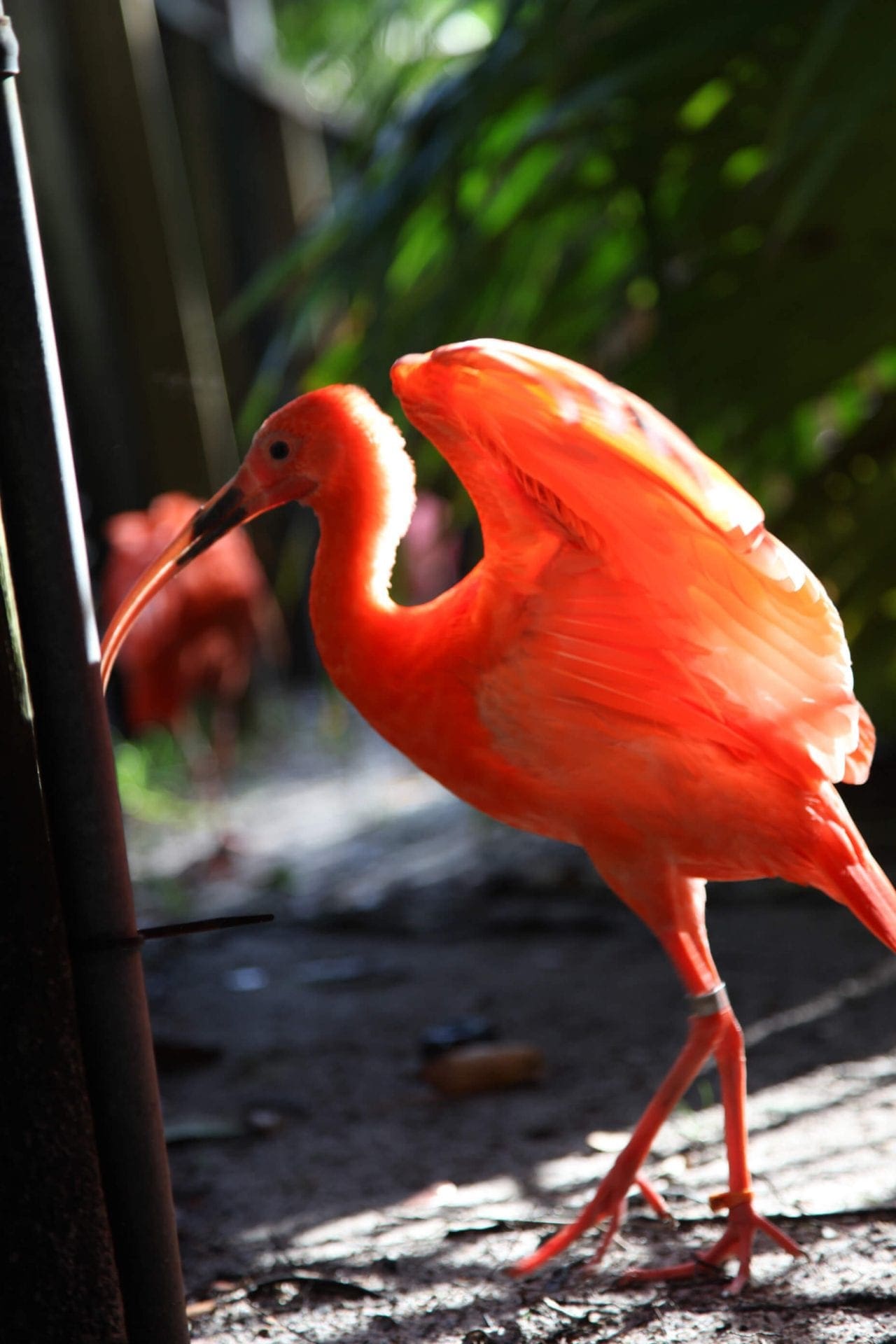 Scarlet Ibis Bird Facts For Kids