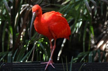 Ibis, Scarlet - Safari West