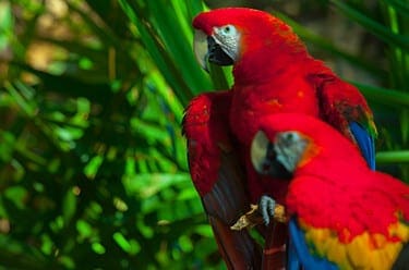 Scarlet Macaw5