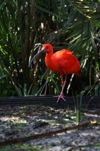 Scarlet Ibis2