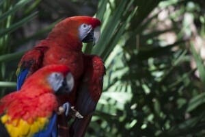 Scarlet Macaw4