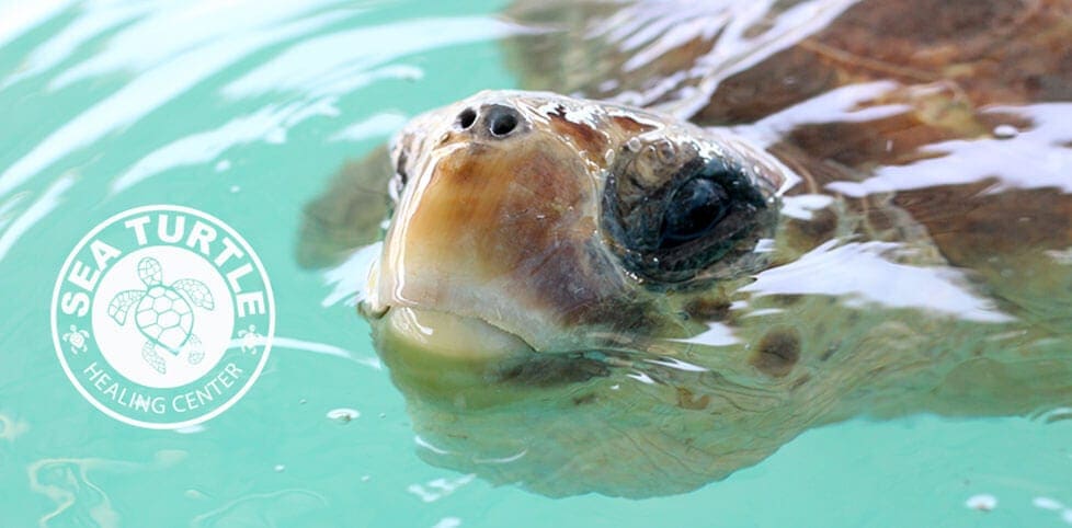 Sea Turtle Healing Center