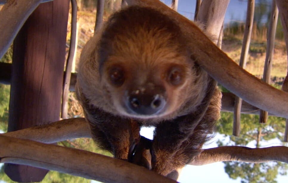 How do maned sloths reproduce