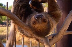 Two-toed Sloth5