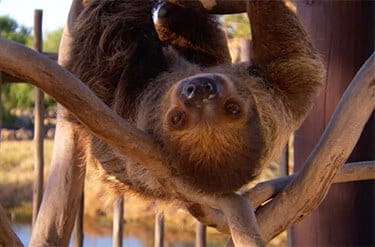 Two-toed Sloth5