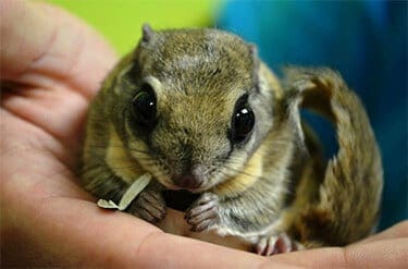 Southern Flying Squirrel2