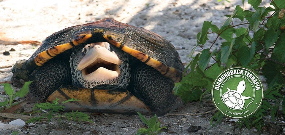 Terrapin