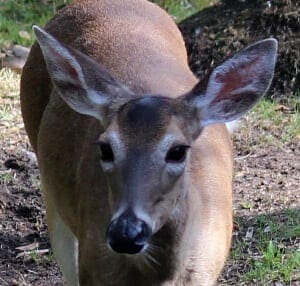 White-tailed Deer5