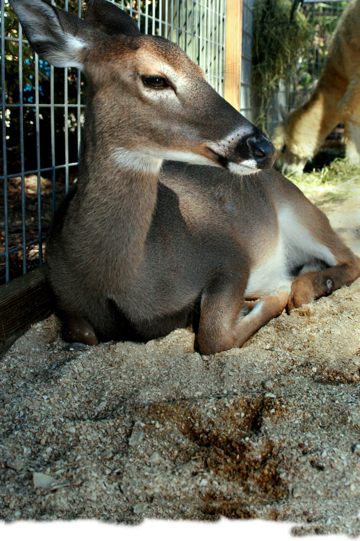 White-Tailed Deer