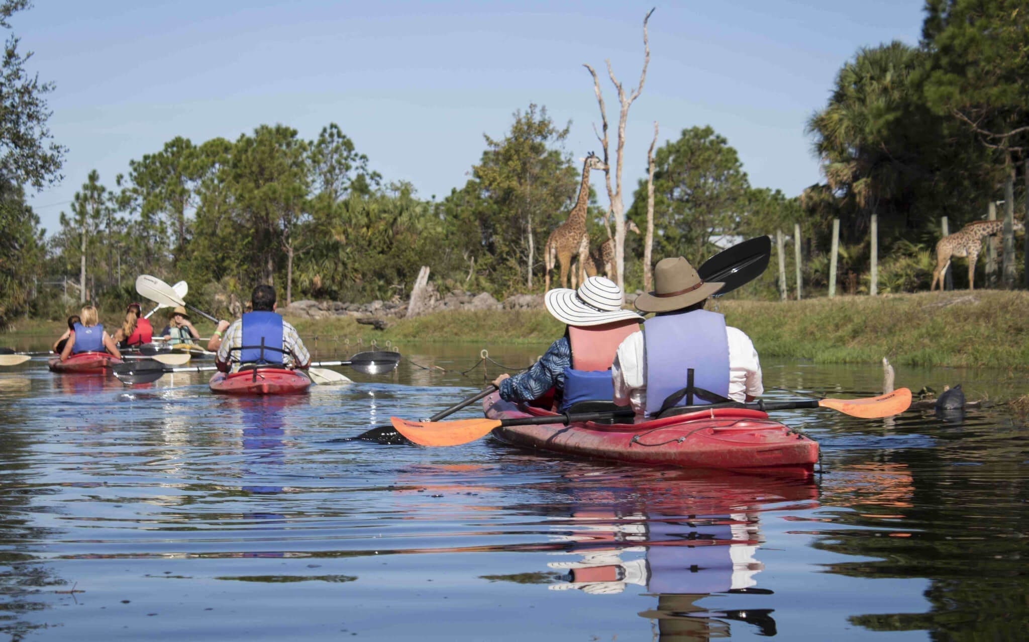 A group of people are kayaking alongside the giraffe habitat.