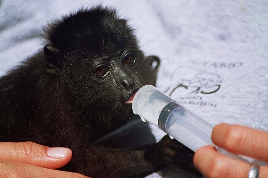Baby howler monkey
