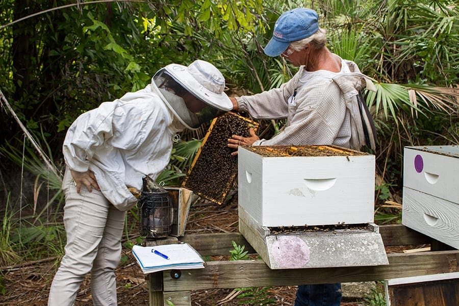 Expert beekeeper and conservation staff check our beehive