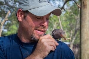 Man feeds cockatiel on shoulder