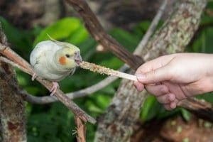 Cockatiel eating off seed stick