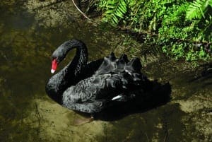 Black Swan3