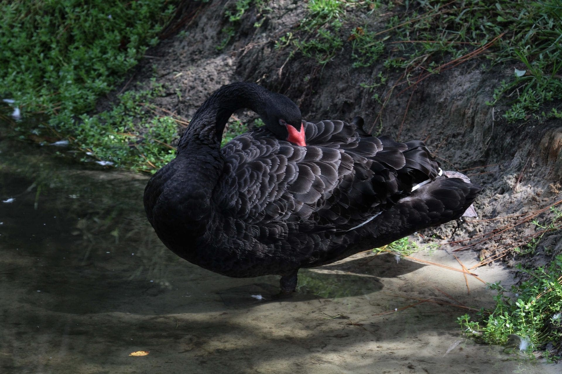 Black Swan