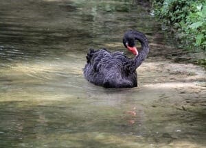 Black Swan7