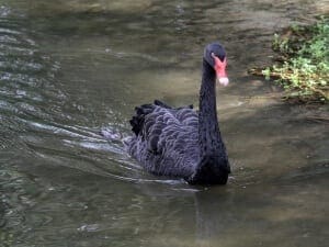 Black Swan8