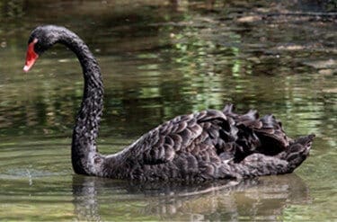 Black Swan9