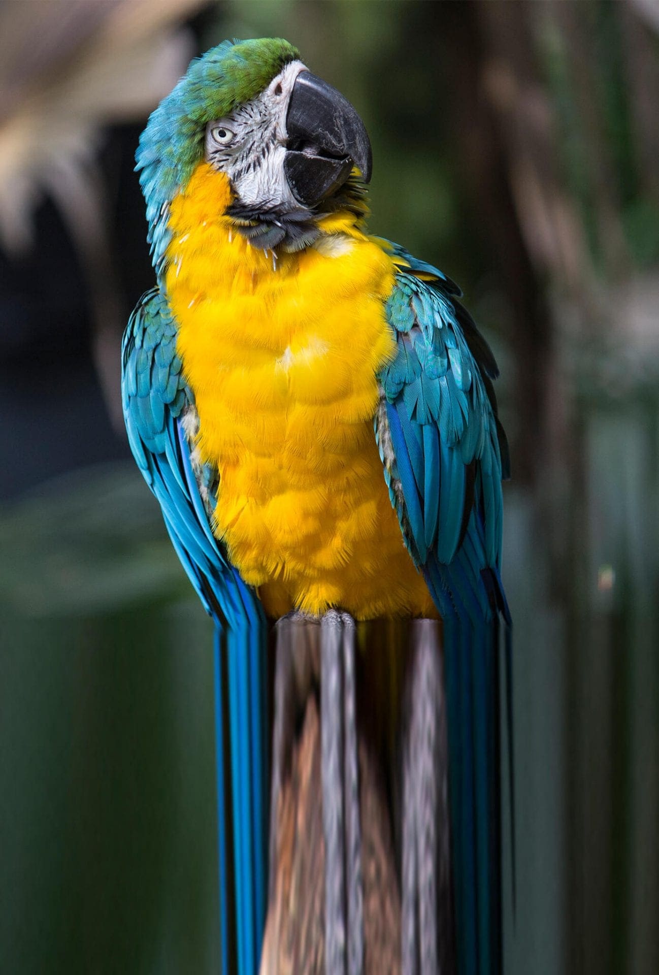 Blue-and-yellow Macaw2