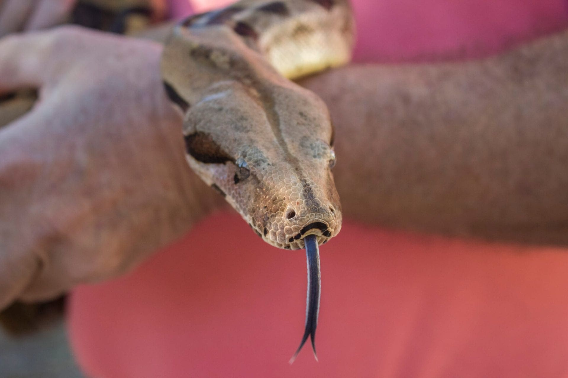 common boa constrictor