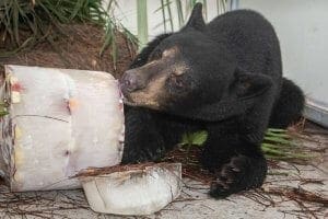 Florida Black Bear enjoying animal enrichment