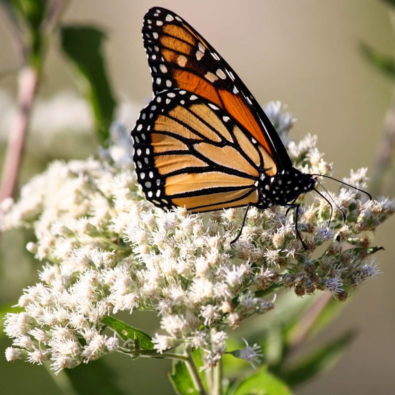 Butterfly on flower