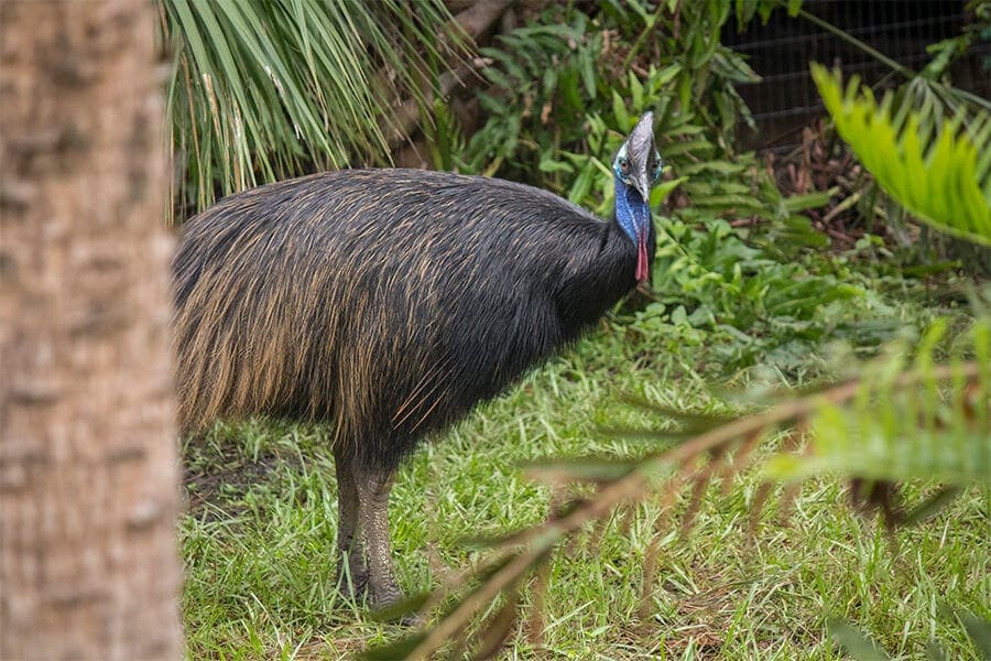 Cassowary