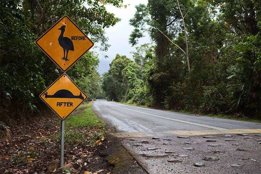 Road signs to warn drivers about cassowary crossings