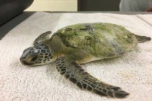 Clover a green sea turtle