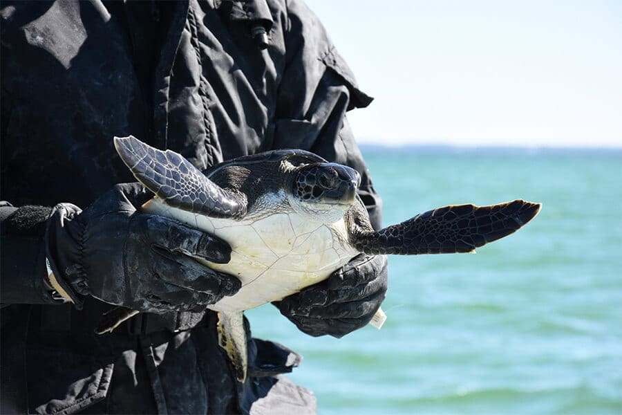 Cold-Stunned Sea Turtles: Frequently Asked Questions | Brevard Zoo Blog
