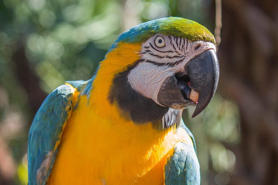 Colonel a blue-and-yellow macaw