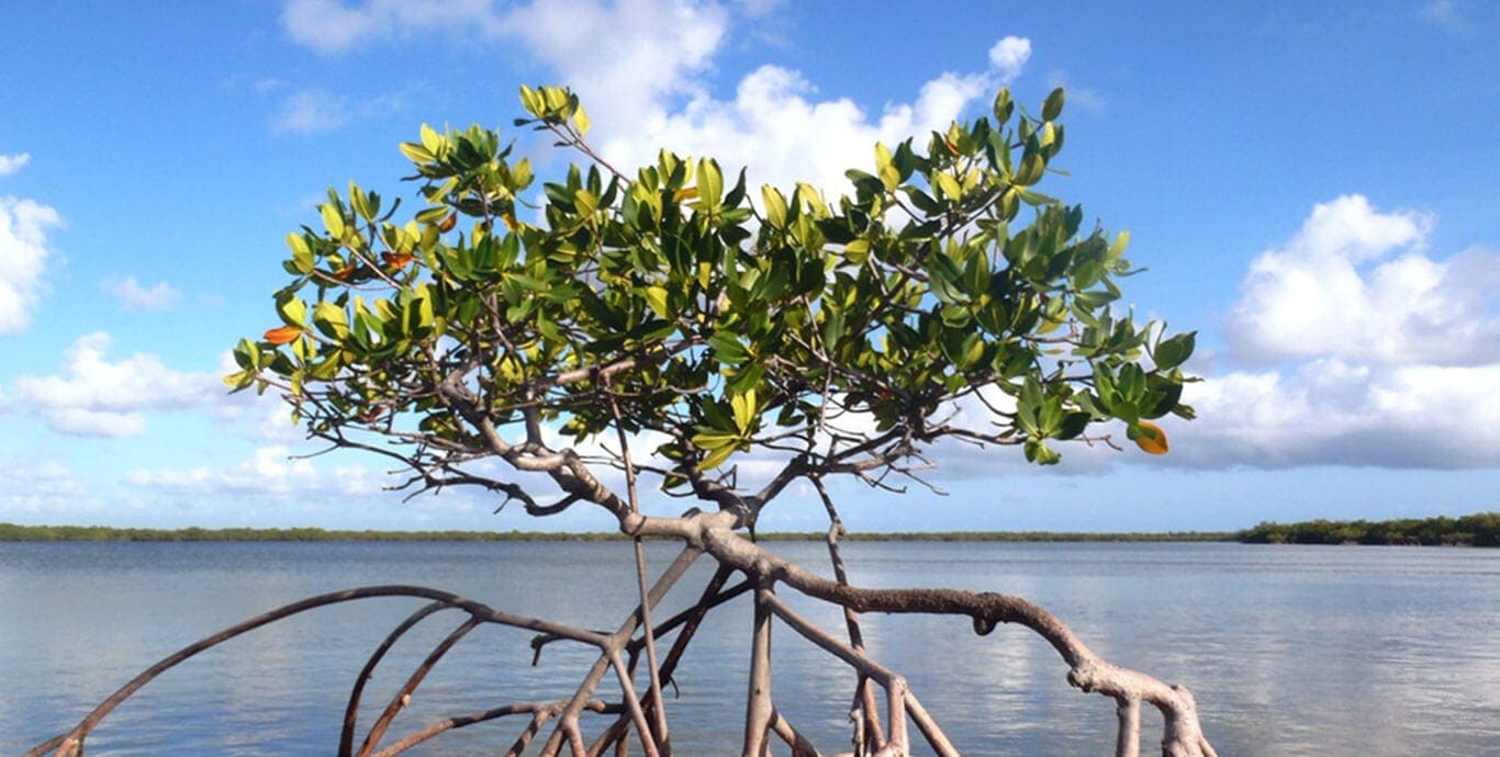 Mangroves In Florida