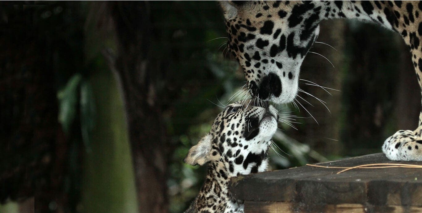 Mother and baby jaguar
