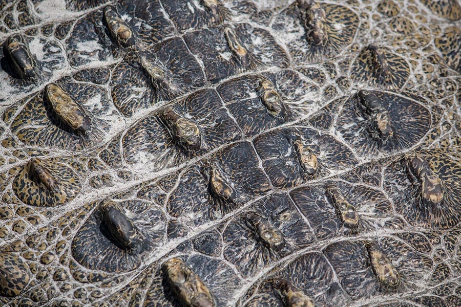 Close up of crocodile scutes