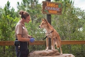 Keeper presenting dingo training