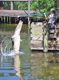 gator-feeding