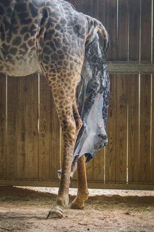 Giraffe calf being born