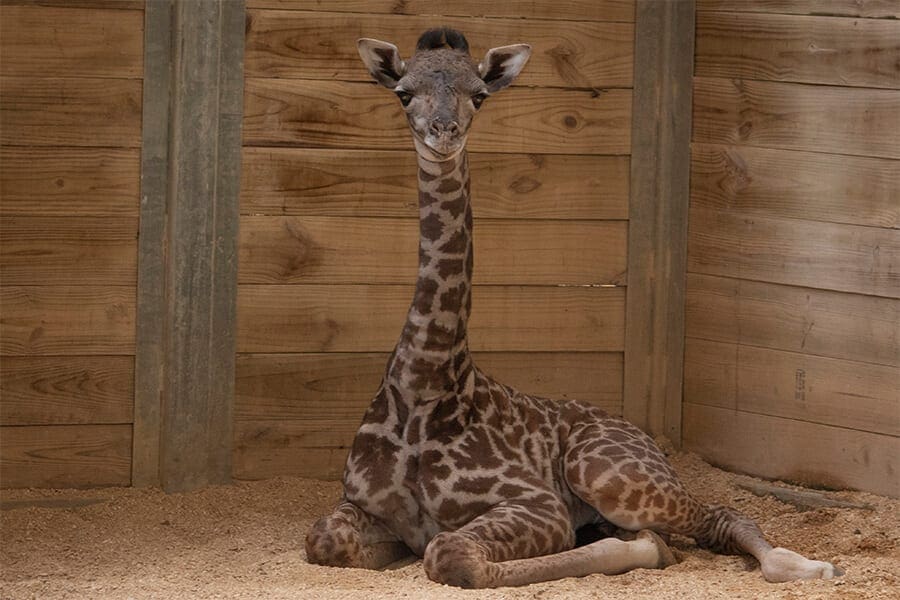 giraffe calf1