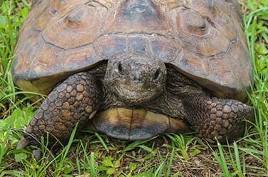 gopher tortoise sidebar