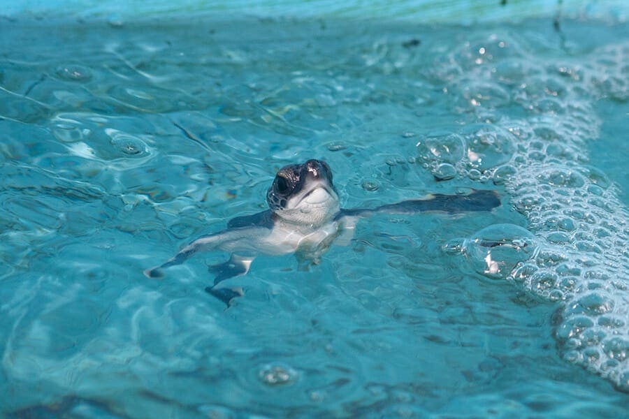 green sea turtle washback