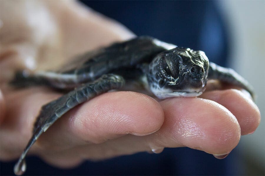 Tiny washback green sea turtle