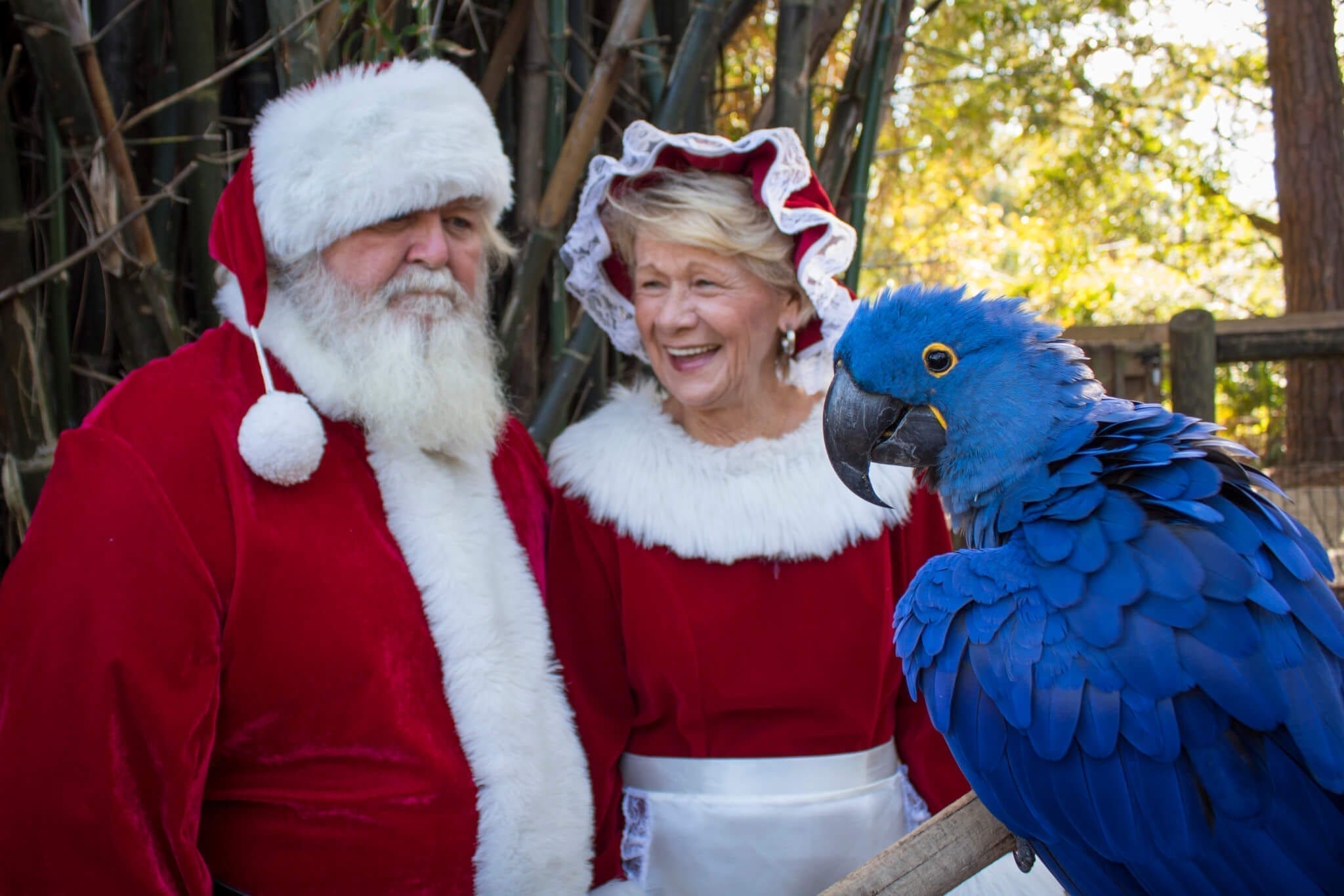 Santa and Mrs. Claus with macaw