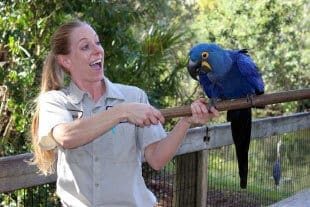 hyacinth macaw