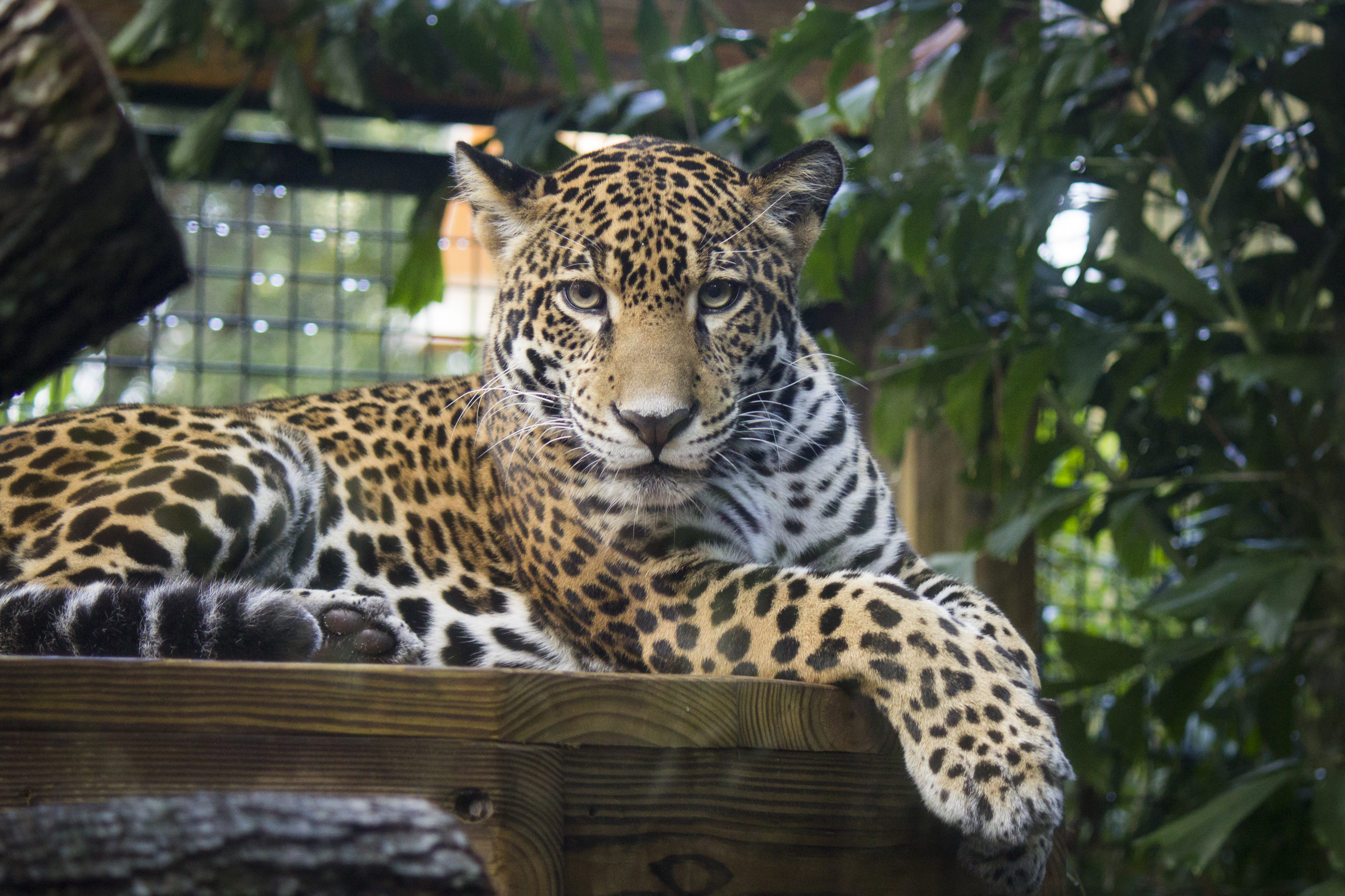 Jaguar Society Brevard Zoo