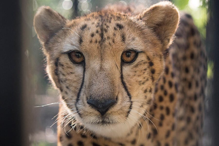 Jaina the cheetah