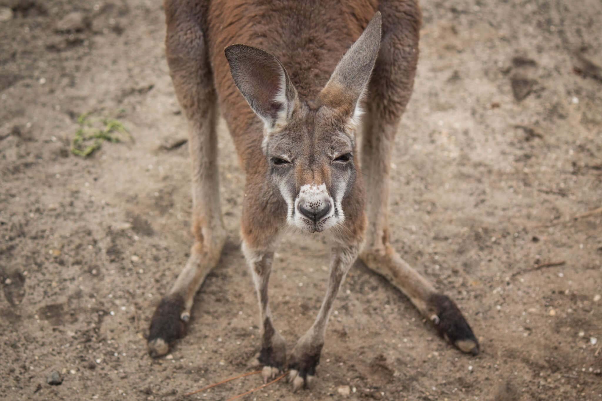 Kangaroo on walkabout