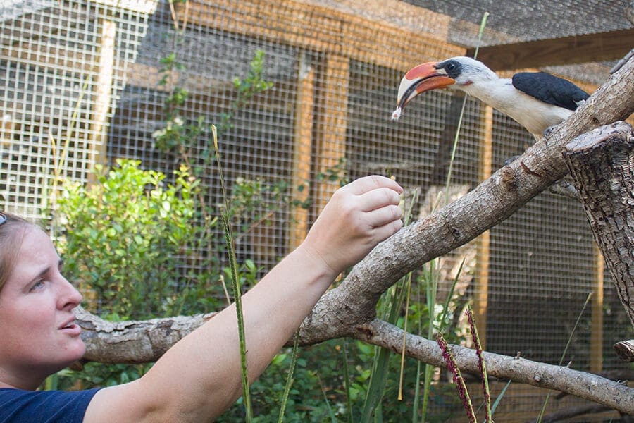 Karl the hornbill being fed by Zookeeper Ellen